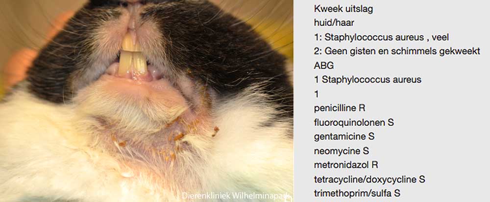 Konijn geen syfilis maar een krentanbaard - staphylococcus aureus infectie